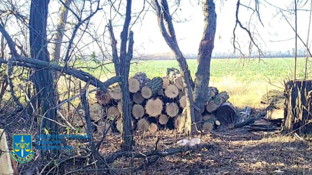 На Днепропетровщине задержаны мужчины, организовавшие незаконную вырубку деревьев - рис. 1