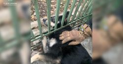 На Днепропетровщине спасатели вытащили собачку из железной ловушки - рис. 14