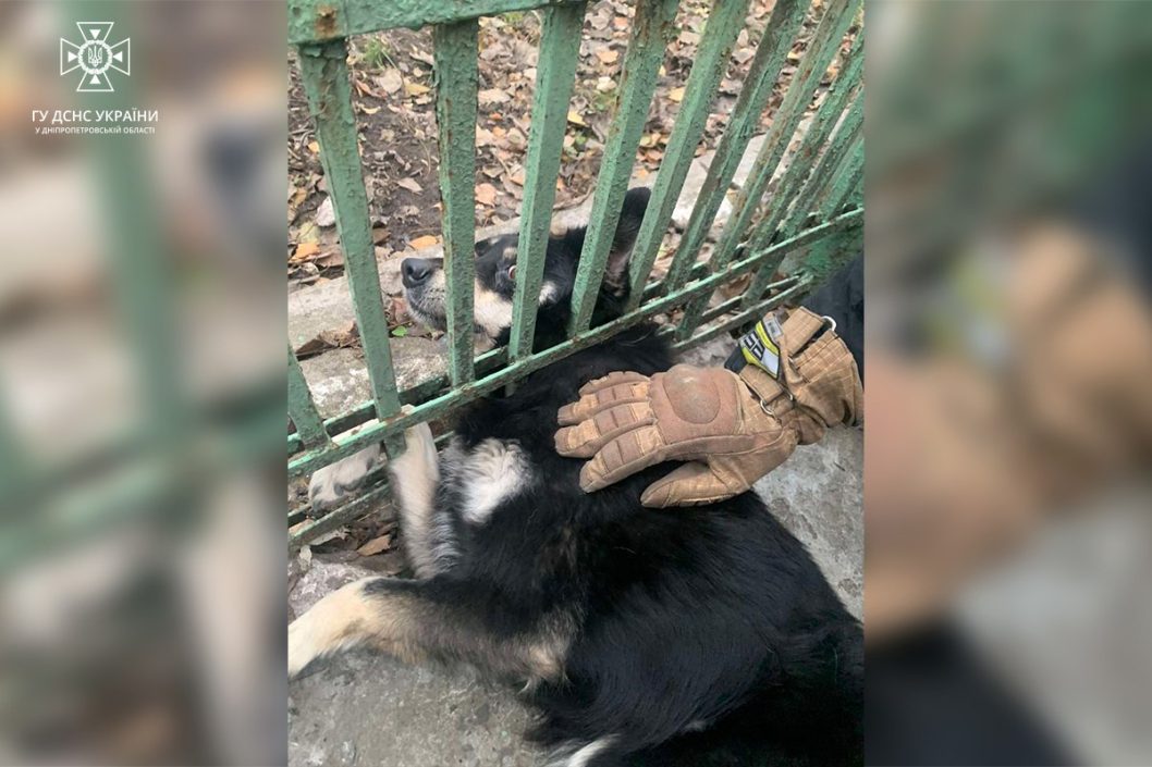 На Днепропетровщине спасатели вытащили собачку из железной ловушки - рис. 1
