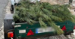 В Днепропетровской области задержали водителя, который перевозил незаконно спиленные елки - рис. 1