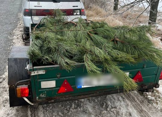 В Днепропетровской области задержали водителя, который перевозил незаконно спиленные елки - рис. 2