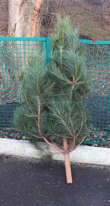 У Дніпрі розпочали продаж ялинок від лісгоспів області - рис. 2