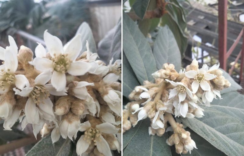 В Днепре в ботсаду ДНУ во время холодов чудом выжили экзотические растения - рис. 1