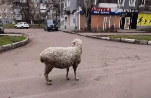 На Днепропетровщине баран разгуливает посреди города - рис. 5