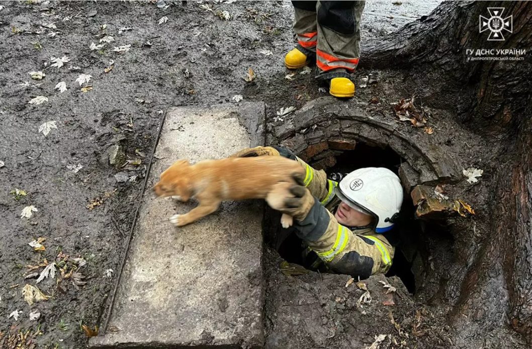 На Дніпропетровщині рятувальники дістали трьох цуценят із люку - рис. 2