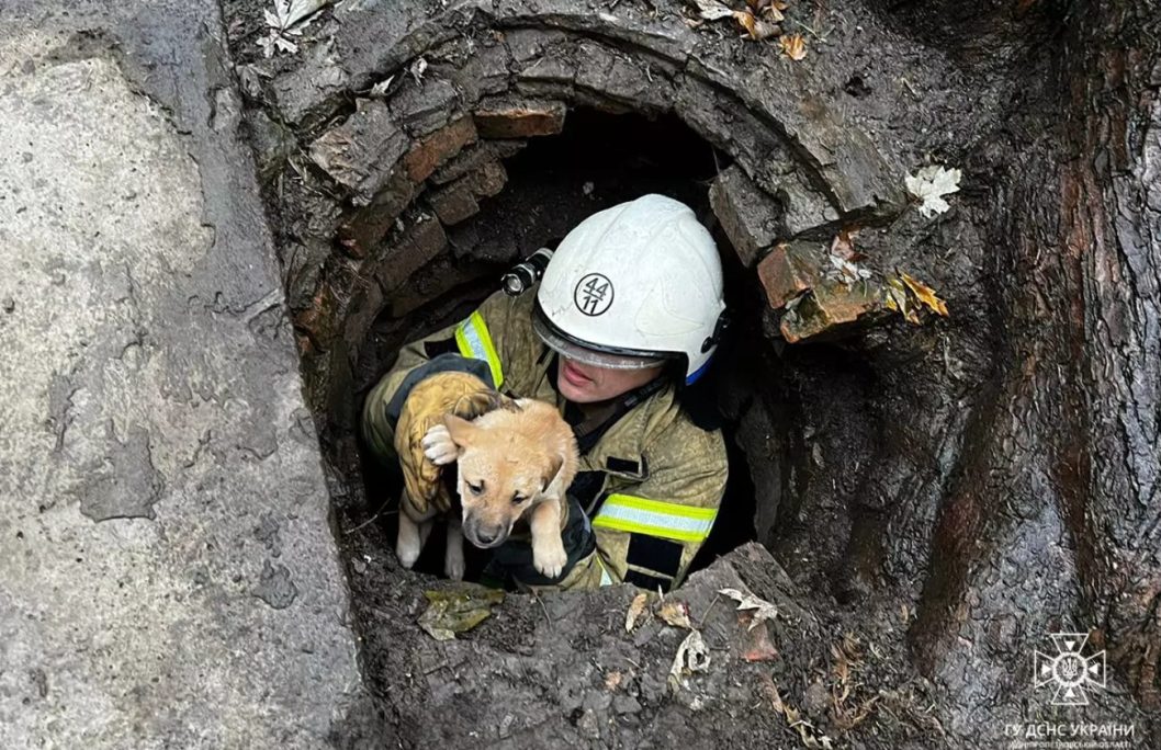 На Дніпропетровщині рятувальники дістали трьох цуценят із люку - рис. 1