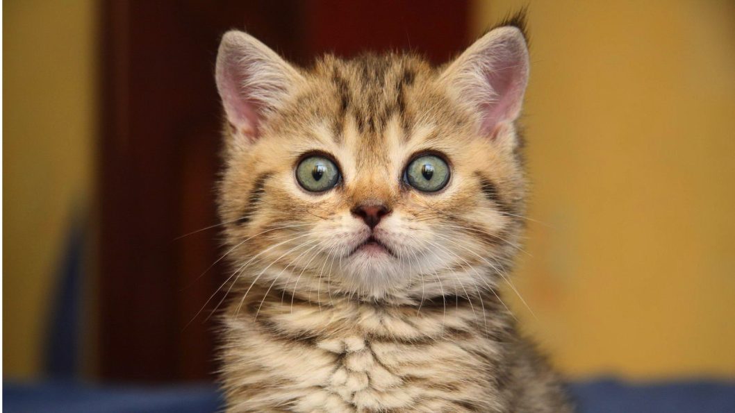 На Днепропетровщине девушка заморила голодом животных, которых брала на передержку - рис. 1