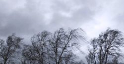 В Днепре на Донецком шоссе из-за шквального ветра дерево упало на авто: движение затруднено - рис. 13
