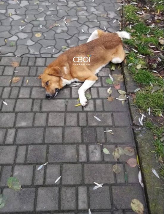 На Дніпропетровщині працівники центру поводження з тваринами кинули собаку під наркозом посеред вулиці - рис. 1