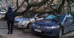 В Днепре на улице Пастера дерево упало на два автомобиля - рис. 15
