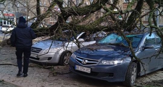 В Днепре на улице Пастера дерево упало на два автомобиля - рис. 4