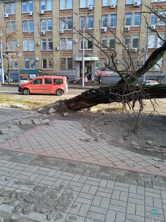 В Днепре на улице Пастера дерево упало на два автомобиля - рис. 3