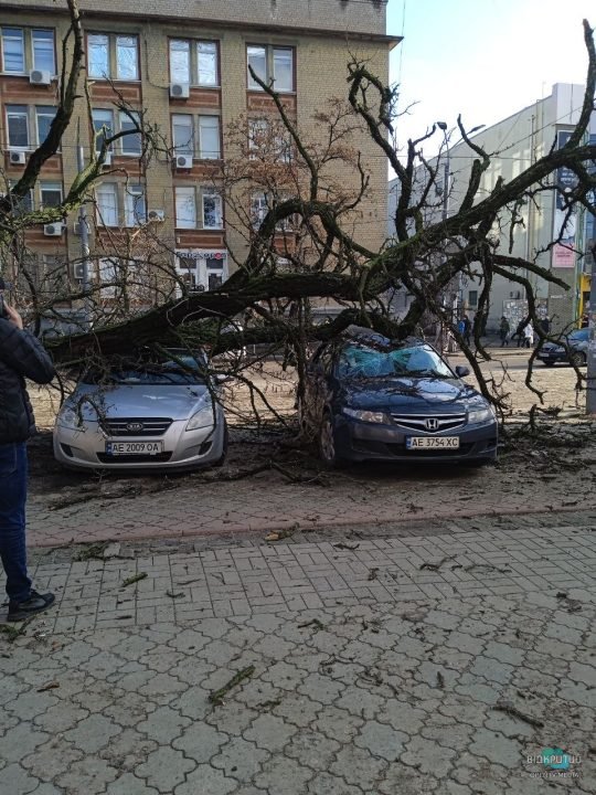 В Днепре на улице Пастера дерево упало на два автомобиля - рис. 1