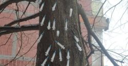 У каждого своя елка: в Днепре неизвестные "украсили" дерево десятком шприцов - рис. 9