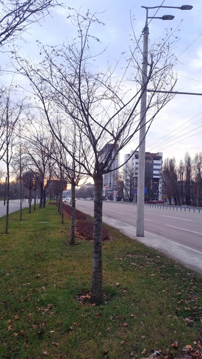 У Дніпрі на набережній розквітли сакури - рис. 3