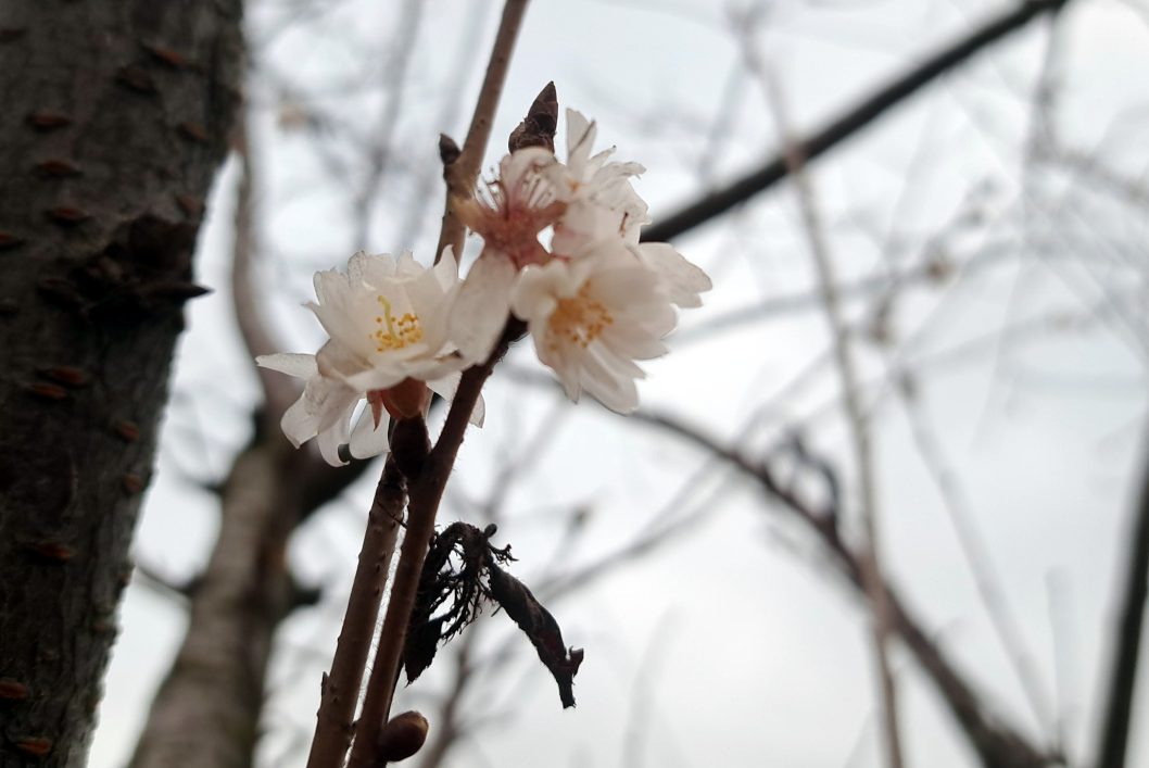 У Дніпрі на набережній розквітли сакури - рис. 2