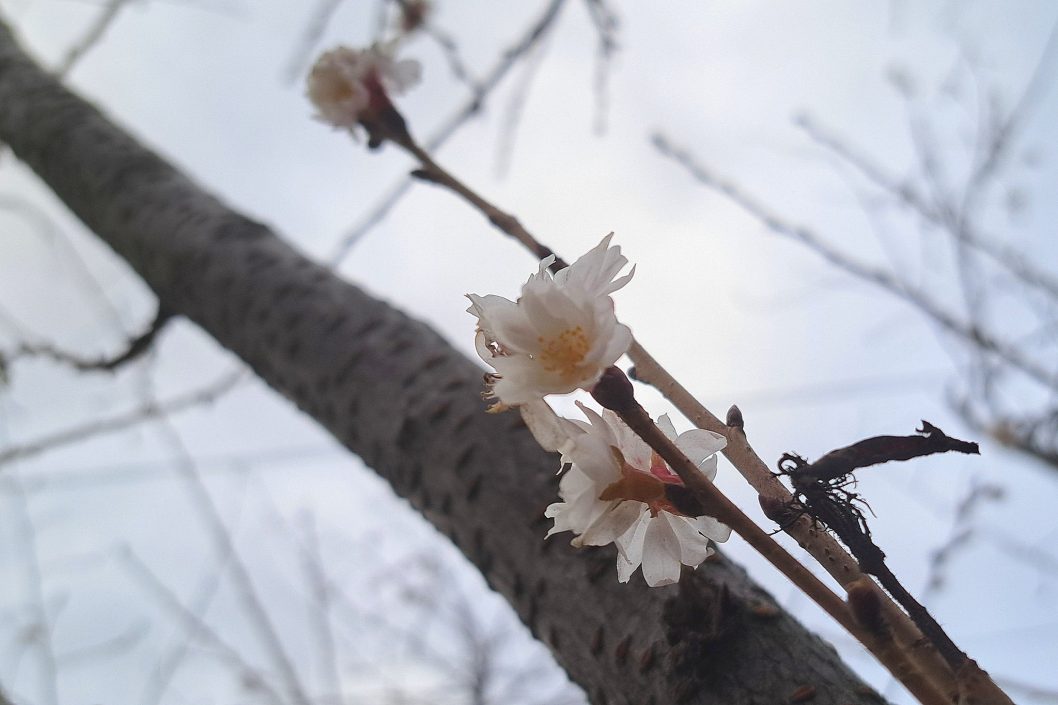 У Дніпрі на набережній розквітли сакури - рис. 1