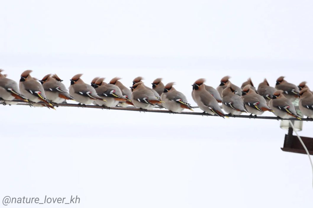 Лежали просто на дорозі: на Дніпропетровщині мешканці помітили дивну поведінку птахів