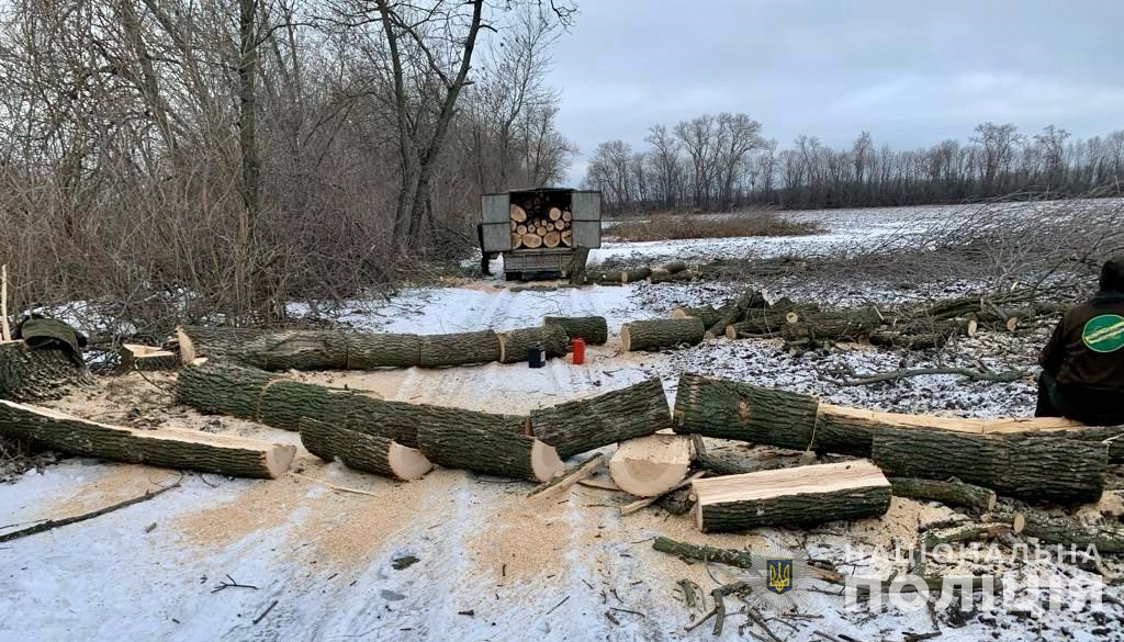 На Дніпропетровщині затримали групу чоловіків, які незаконно вирубували дерева