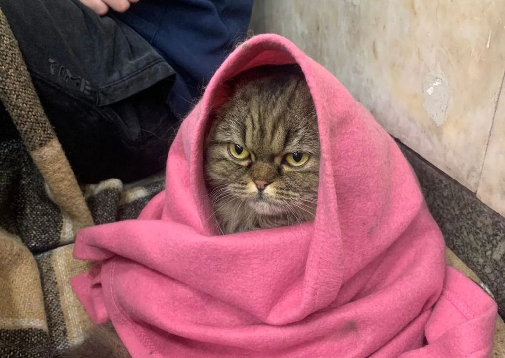 В Україні офіційно дозволили брати з собою в укриття домашніх улюбленців