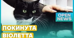 Бросили на произвол судьбы: в Днепре волонтеры ищут дом для кошки Виолетты - рис. 8