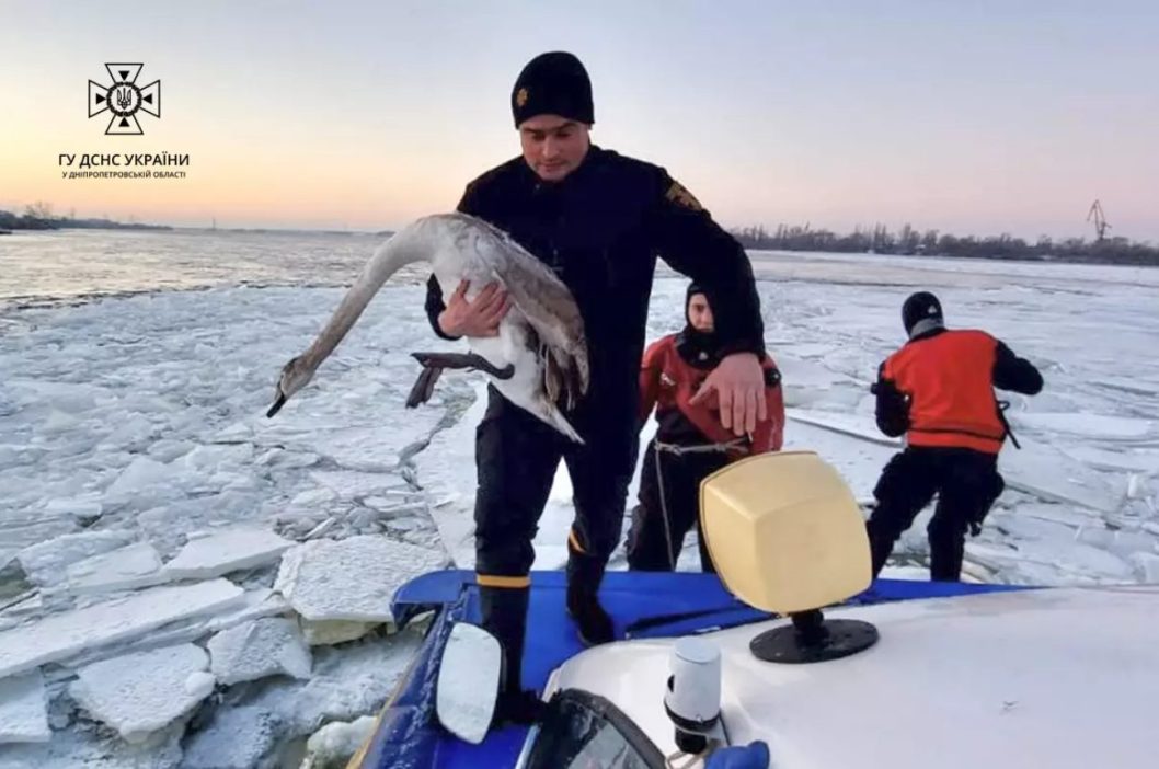 У Дніпрі надзвичайники врятували двох лебедів