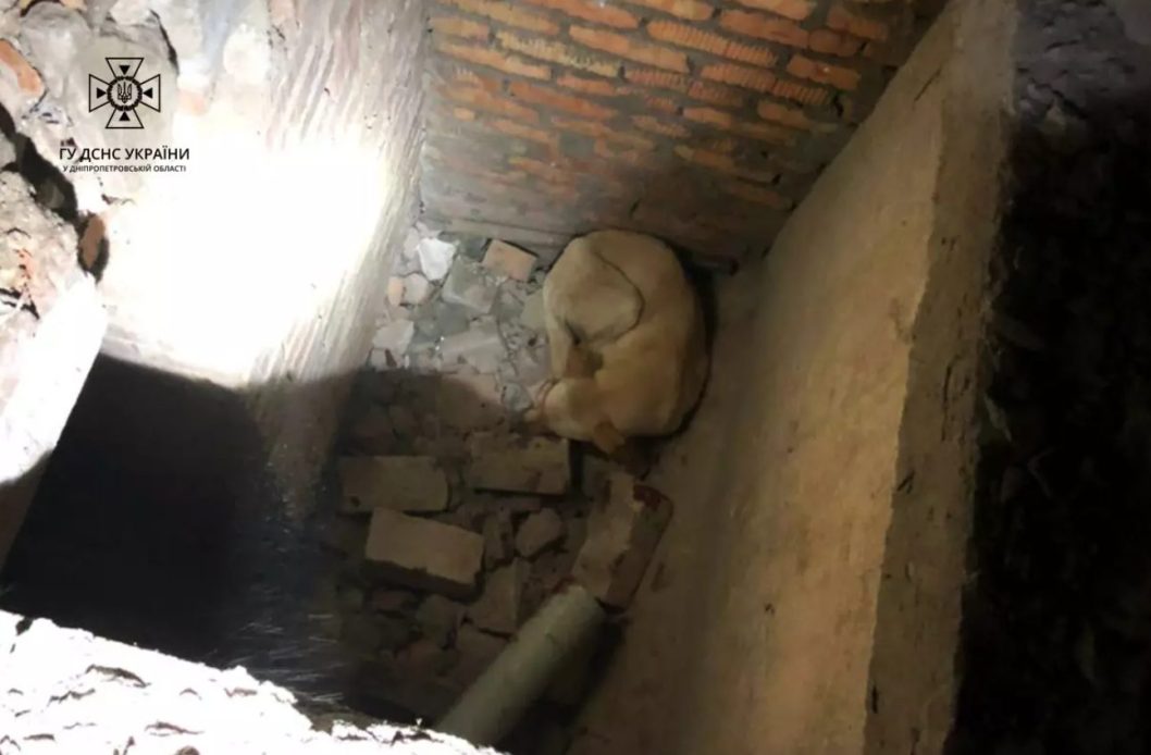 У Дніпрі надзвичайники врятували двох песиків