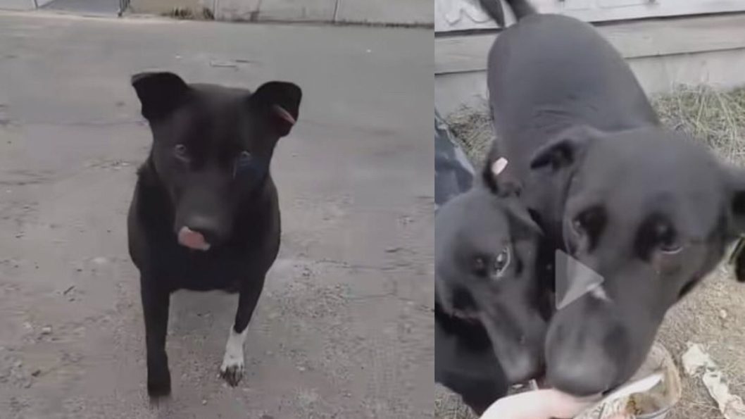 На Днепропетровщине местные разыскивают украденных бездомных собак - рис. 1