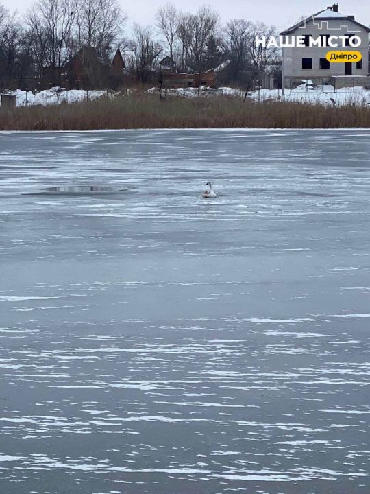 В Днепре прохожие спасли лебедя - рис. 2