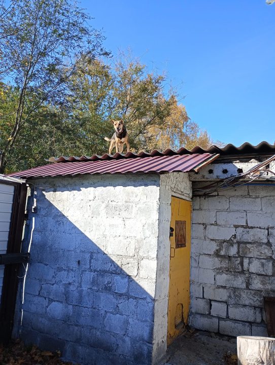 У середмісті Дніпра собака "Яреська" понад десять років живе на даху гаража - рис. 1