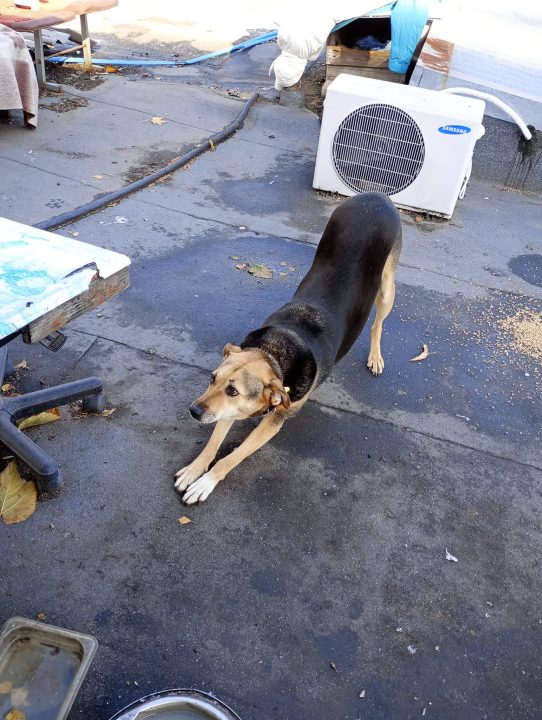 У середмісті Дніпра собака "Яреська" понад десять років живе на даху гаража - рис. 2