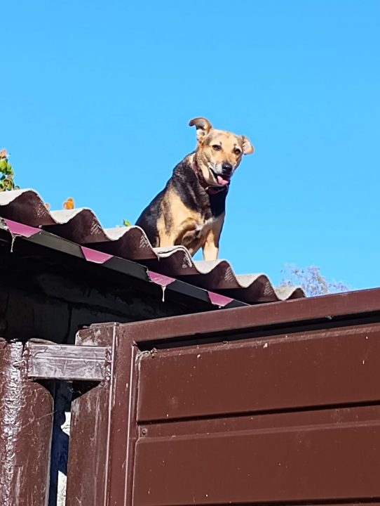 У середмісті Дніпра собака "Яреська" понад десять років живе на даху гаража - рис. 4