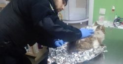 В Днепре патрульные спасли травмированного кота - рис. 2