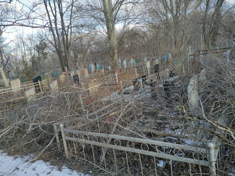 В Днепре на кладбище спилили десятки деревьев - рис. 1