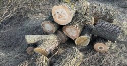 На Дніпропетровщині піймали чоловіків, які незаконно зрубували дерева