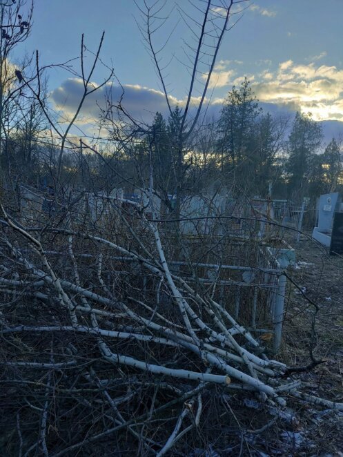 У Дніпрі на кладовищі спиляли десятки дерев