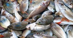 На Дніпропетровщині тепер можна продавати рибу і морепродукти