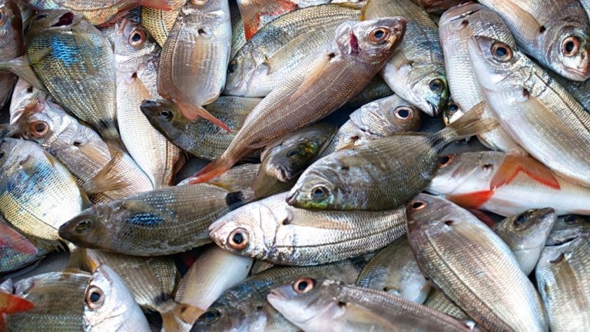 На Дніпропетровщині тепер можна продавати рибу і морепродукти