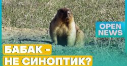 Бабак Тимко спрогнозував весну в Україні: синоптик з Дніпра розповів, чи варто довіряти гризуну