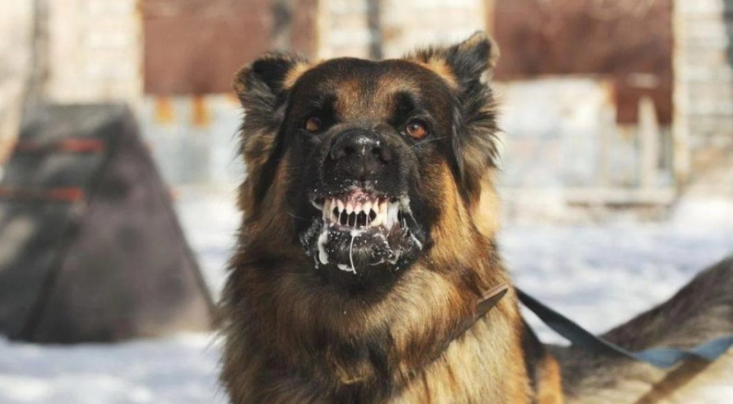 На Дніпропетровщині виявили сказ у домашніх та свійських тварин: перелік населених пунктів