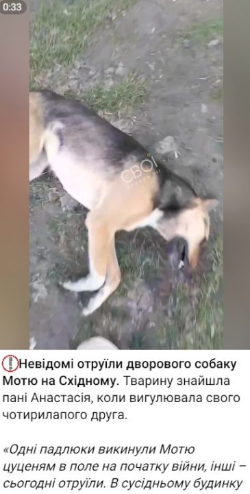 На Дніпропетровщині почастішали випадки отруєння собак