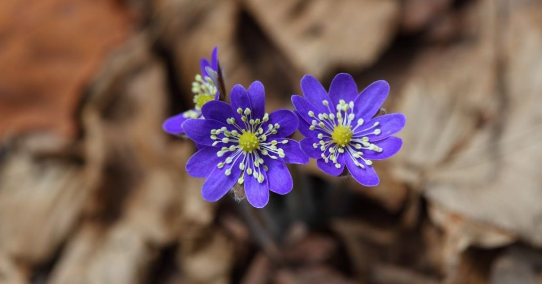 погода у Дніпрі 1 березня