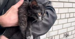 У середмісті Дніпра під час пожежі надзвичайники врятували котика