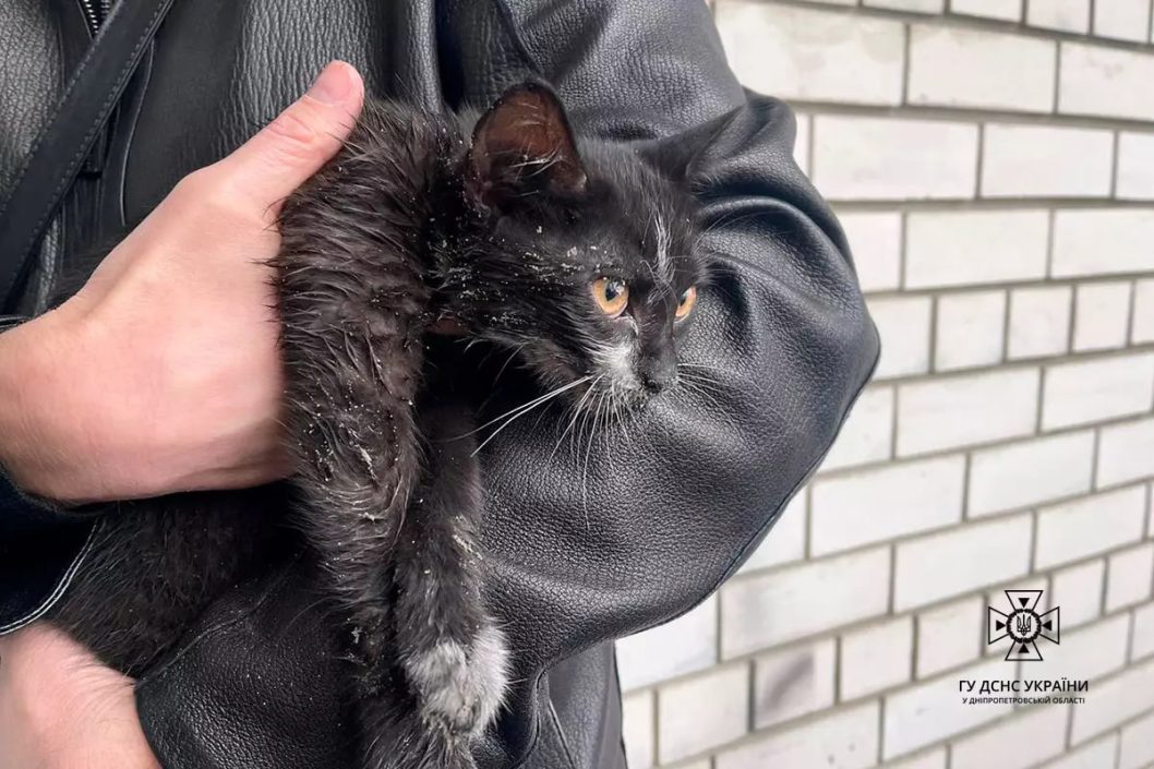 У середмісті Дніпра під час пожежі надзвичайники врятували котика