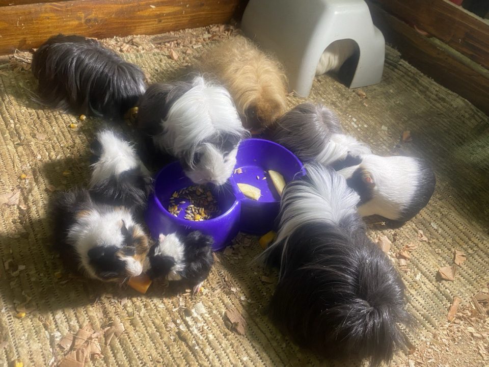 У Дніпрі врятували удава знайденого військовими