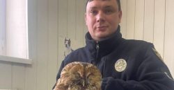 В Днепропетровской области полицейский спас редкую серую сову, которую сбил автомобиль - рис. 5