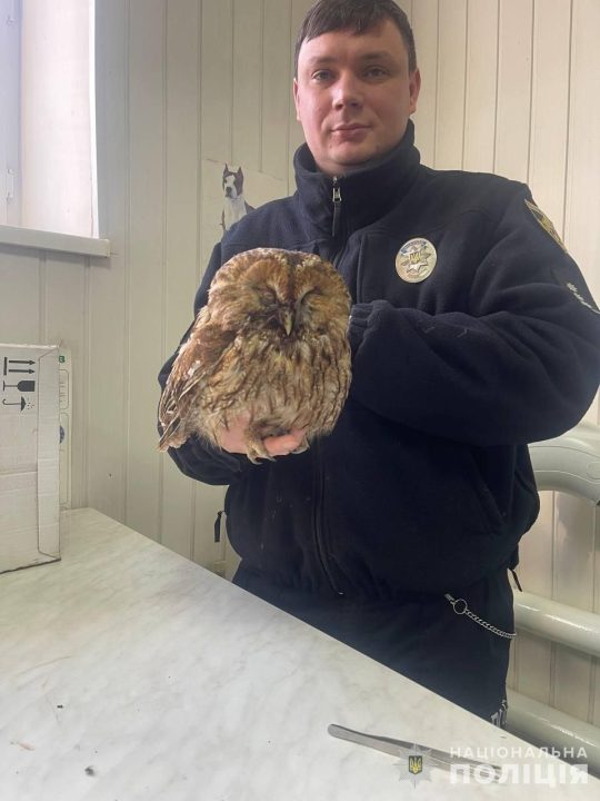 На Дніпропетровщині поліцейський врятував рідкісну сіру сову, яку збив автомобіль - рис. 1