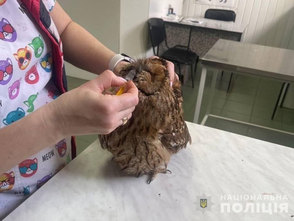 На Дніпропетровщині поліцейський врятував рідкісну сіру сову, яку збив автомобіль - рис. 2