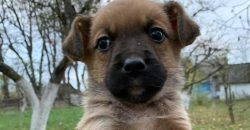 Репресії проти собак: на Дніпропетровщині труять псів та спалюють їхні будки - рис. 6