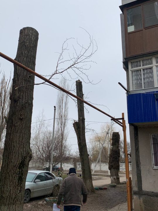 Незаконна вирубка дерев на Дніпропетровщині нанесла збитків екології на 260 тис. грн